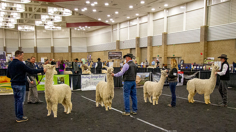 Controlling the Spread of BVDV