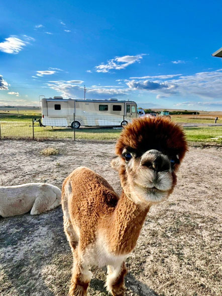 Top 4 Things to Do to Get RVers to Your Alpaca Farm