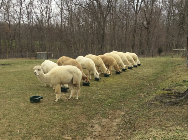 Deborah Bonanno-Slaninka