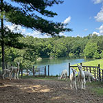 Adult • Farm Scene