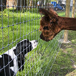 Adult • Alpacas and Friends