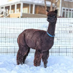 Adult • Alpacas and the Seasons