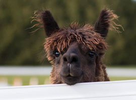 Processed Fiber Into Rovings, Batts, Felt, and Raw Fiber Logo