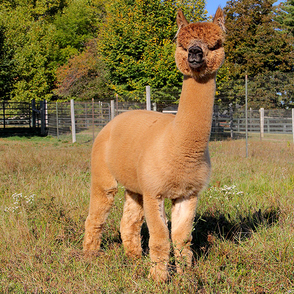 Alpaca Breeders and Sellers