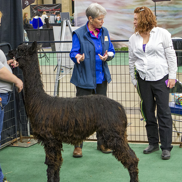 Consulting and Education for Alpaca Owners