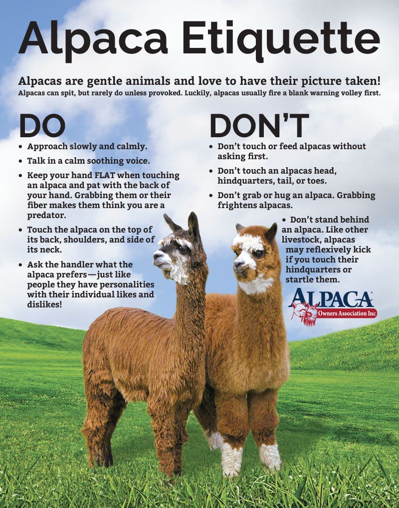 alpaca etiquette