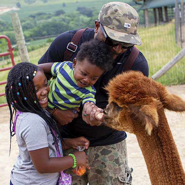 Alpaca Farm Tours and Experiences