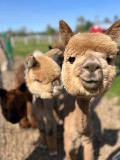 Cute Fluffy Alpacas Interested in the Camera