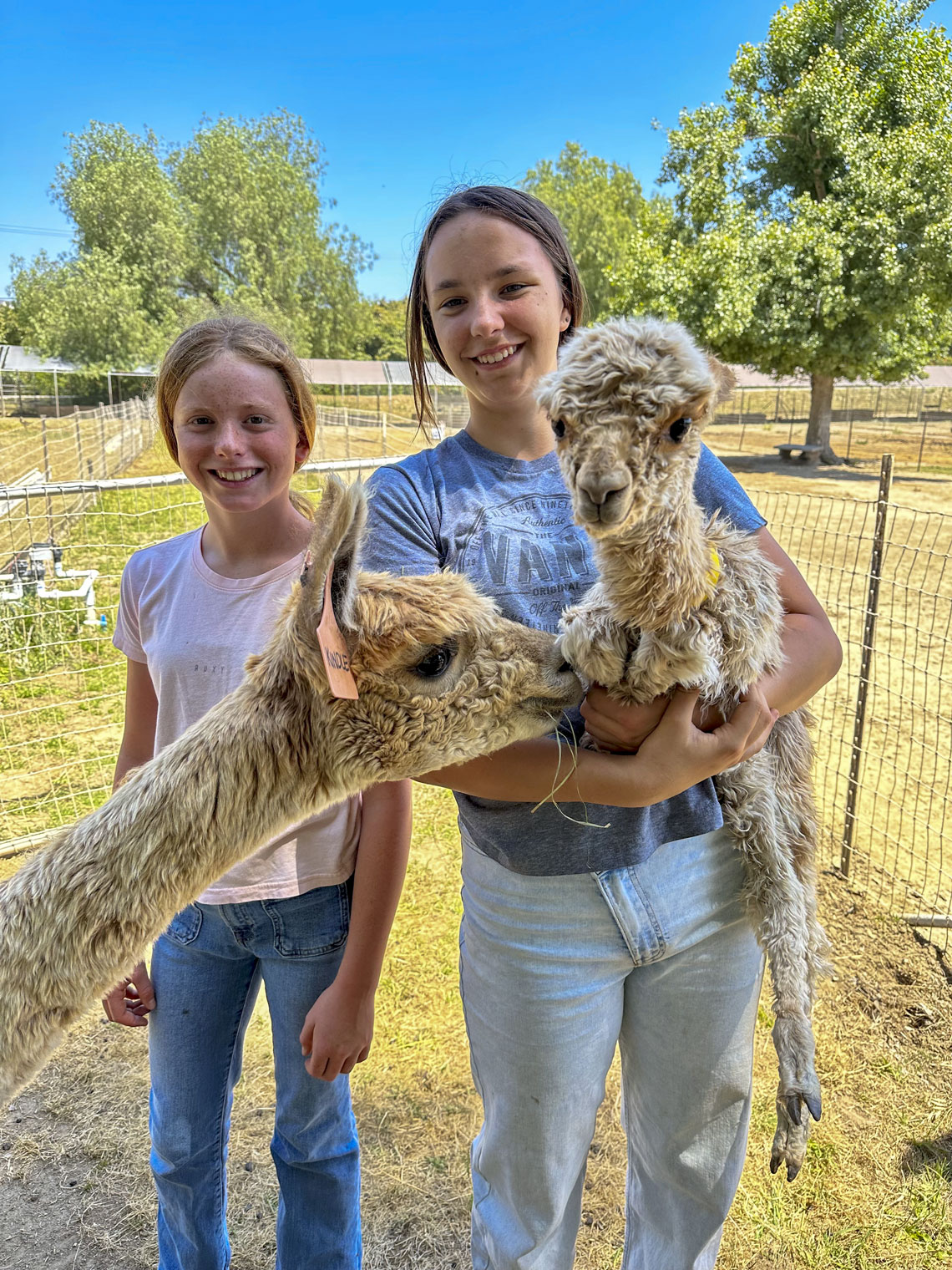two young girls posing with an alpaca