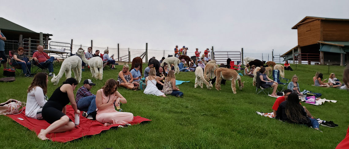 Sit Back Relax and 'Whine' with the Alpacas - Adult only Evening