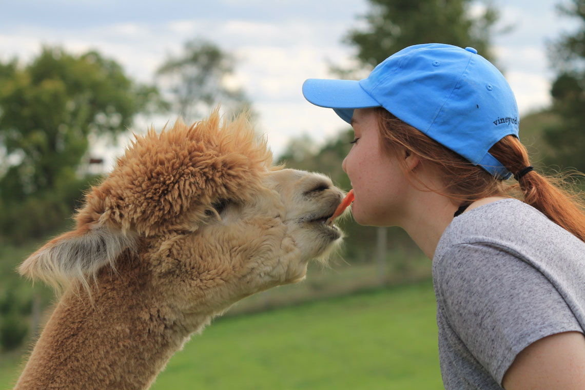 Alpaca Carrot Kisses
