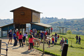 Alpacas of the Heartland LLC Logo