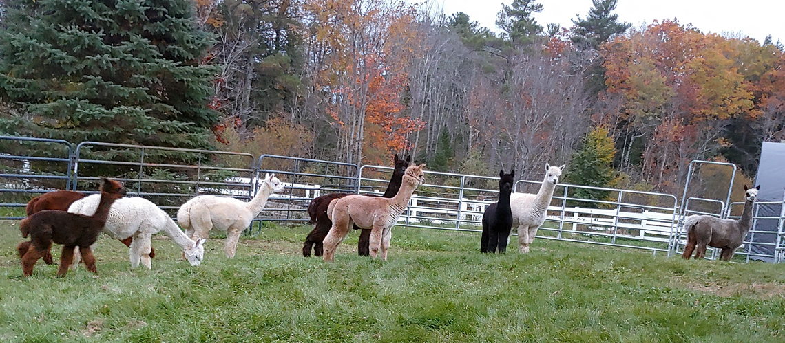 Alpacas in the Fall