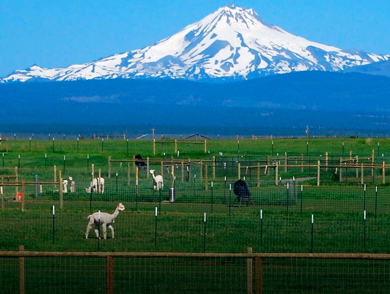 Amber Autumn Alpacas