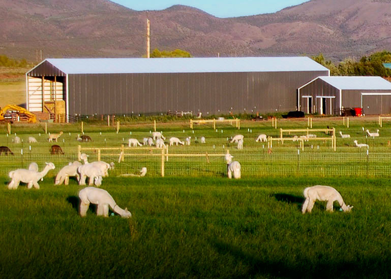 Amber Autumn Alpacas