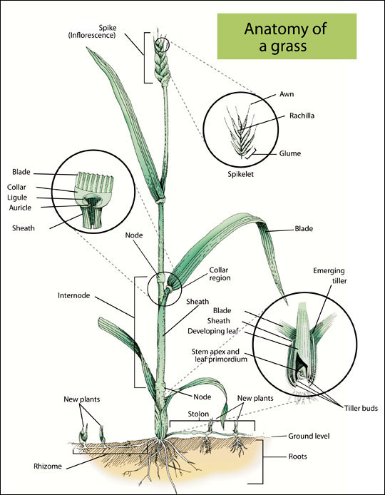 anatomy of a grass illustration