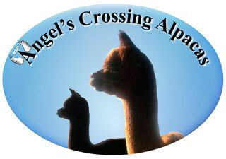 Angels Crossing Alpacas