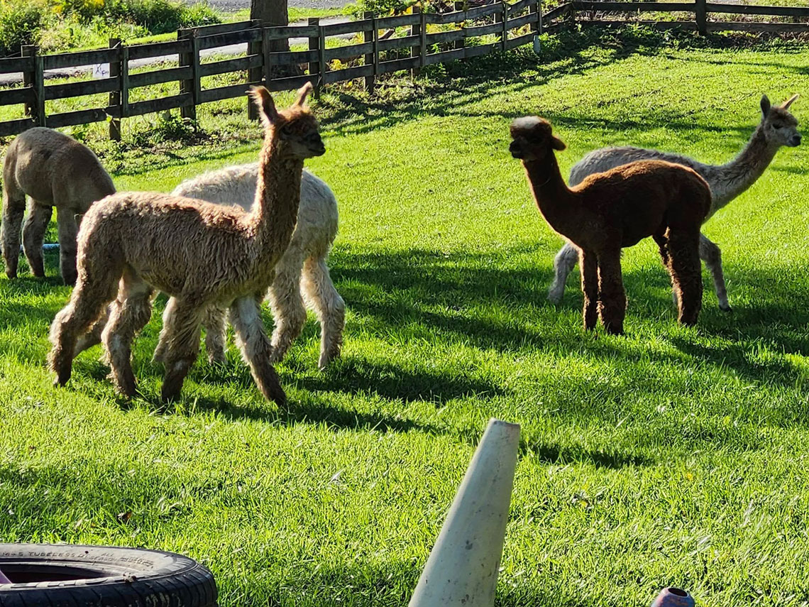 alpacas in the field