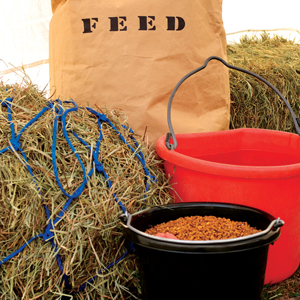 Livestock Supplies for alpacas and more