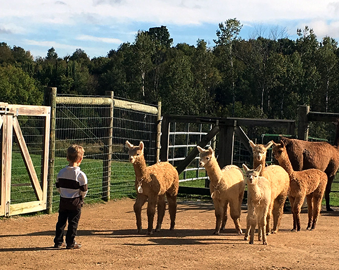 Applewood Lane Alpacas, Inc