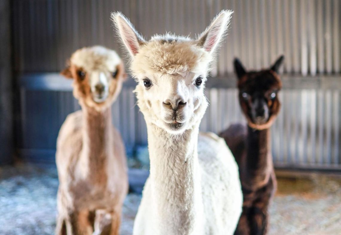 Membership Monday with Black Barn Alpacas