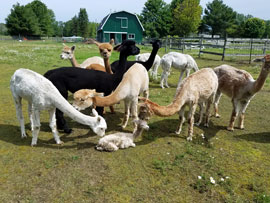 Blendon Pines Alpaca Ranch Logo