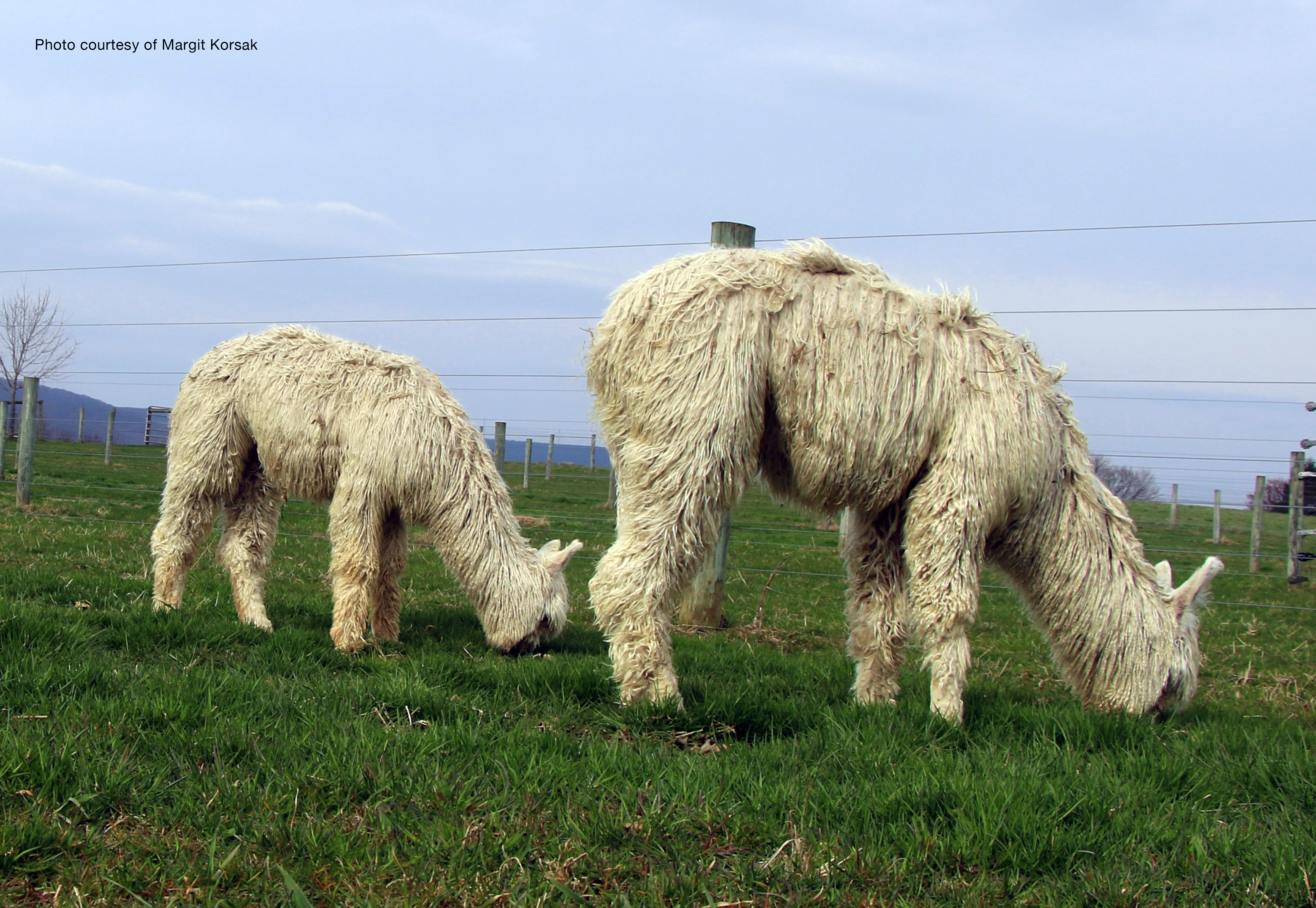 Bulk Transfer Discount