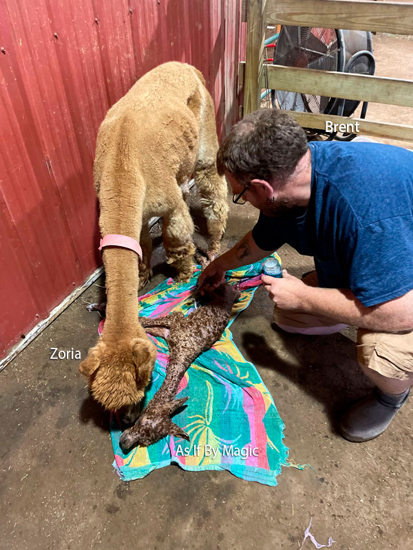 Essential Cria Birth Preparation
