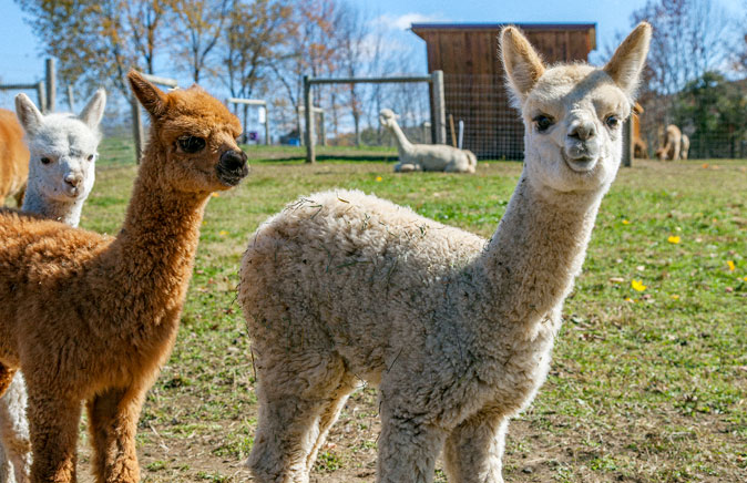 Buck Brook Alpacas