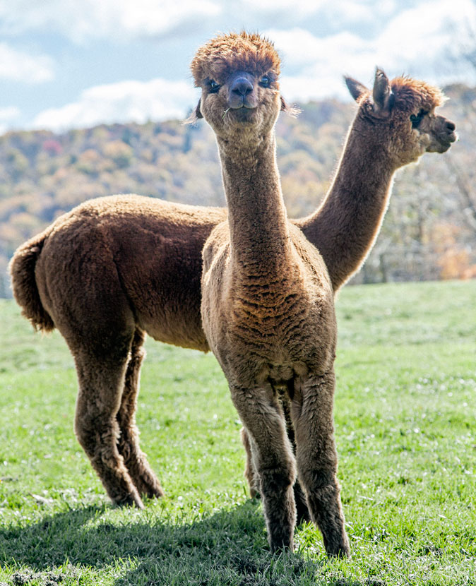 Buck Brook Alpacas