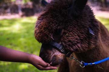 Buddy's Alpaca Farm, LLC Logo