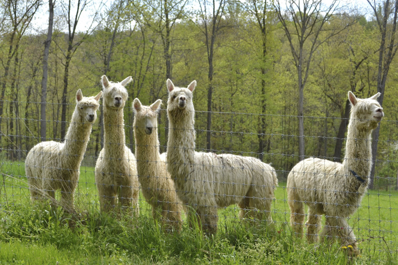 Herdsires With Spring Fever