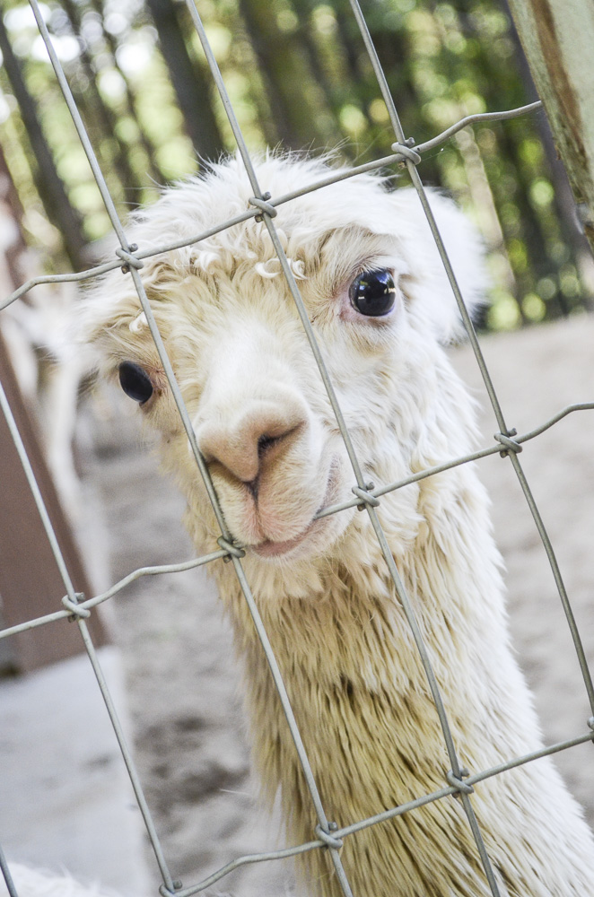 Lucy Needs More Iron In Her Diet