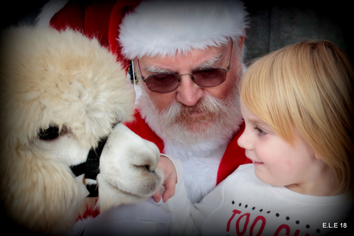 Santa and his little alpaca elfs