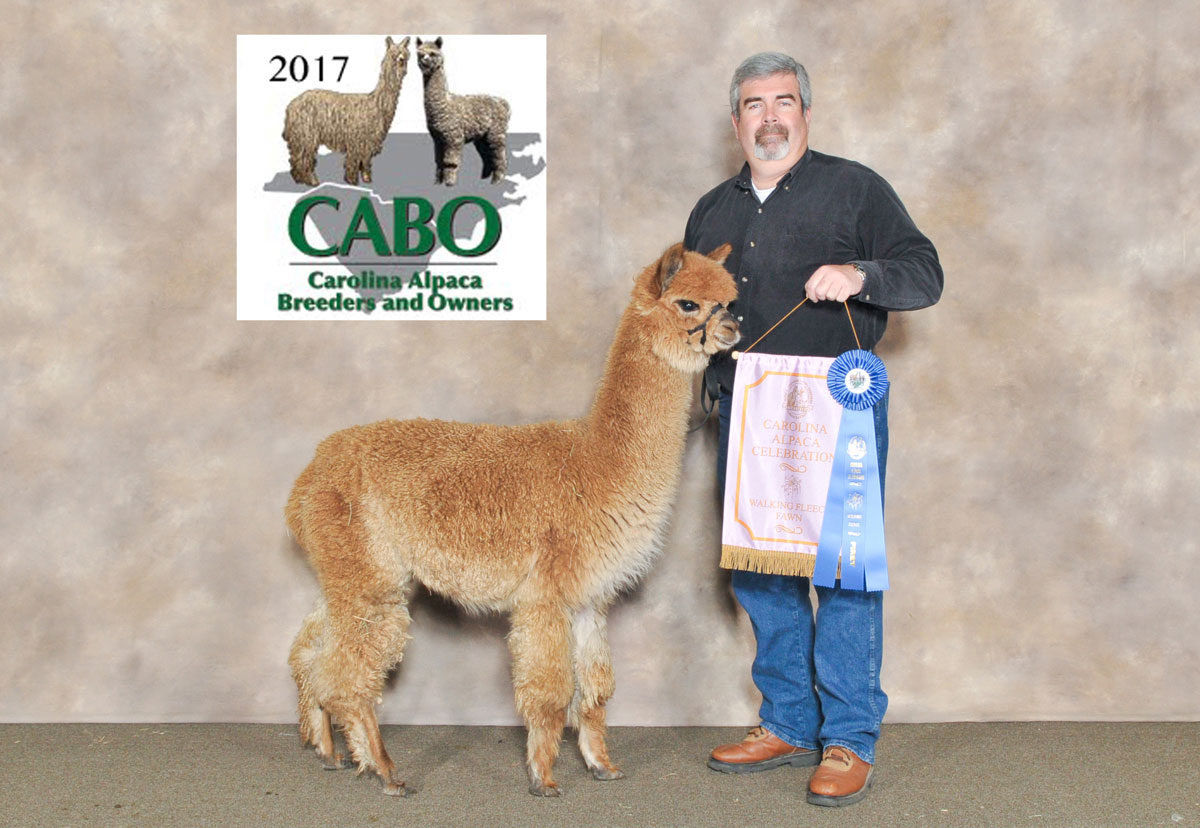 Gary and Dark Fawn Alpaca