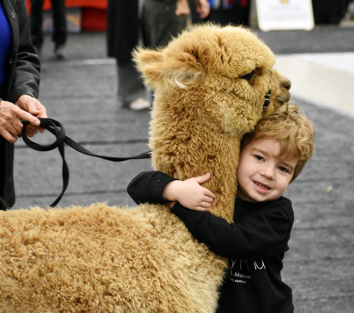 child hugging an alpaca