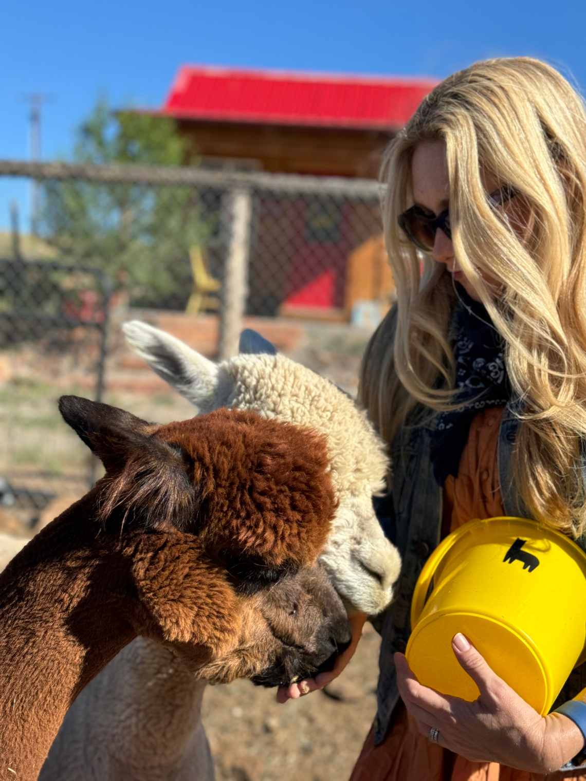 Hand-feed our alpacas; are you ready to start your herd? Talk to us!