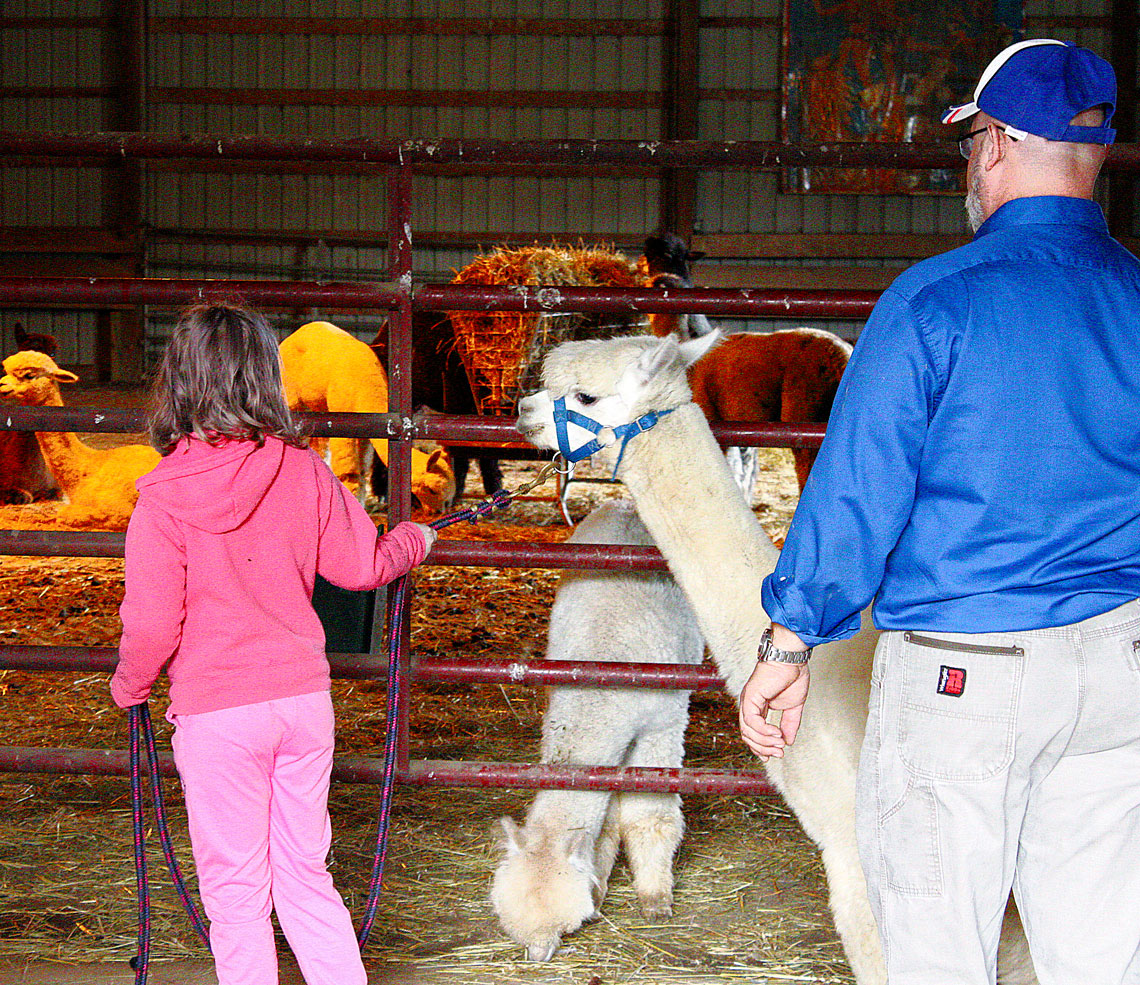 Group touring the alpaca barn during a farm visit at Circus City Alpacas