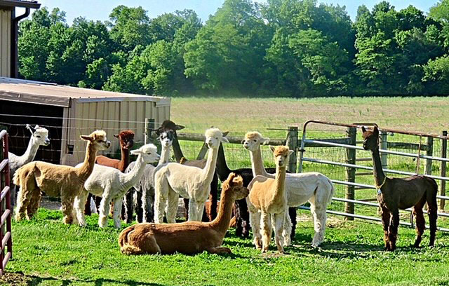 the girl herd at Circus City Alpacas