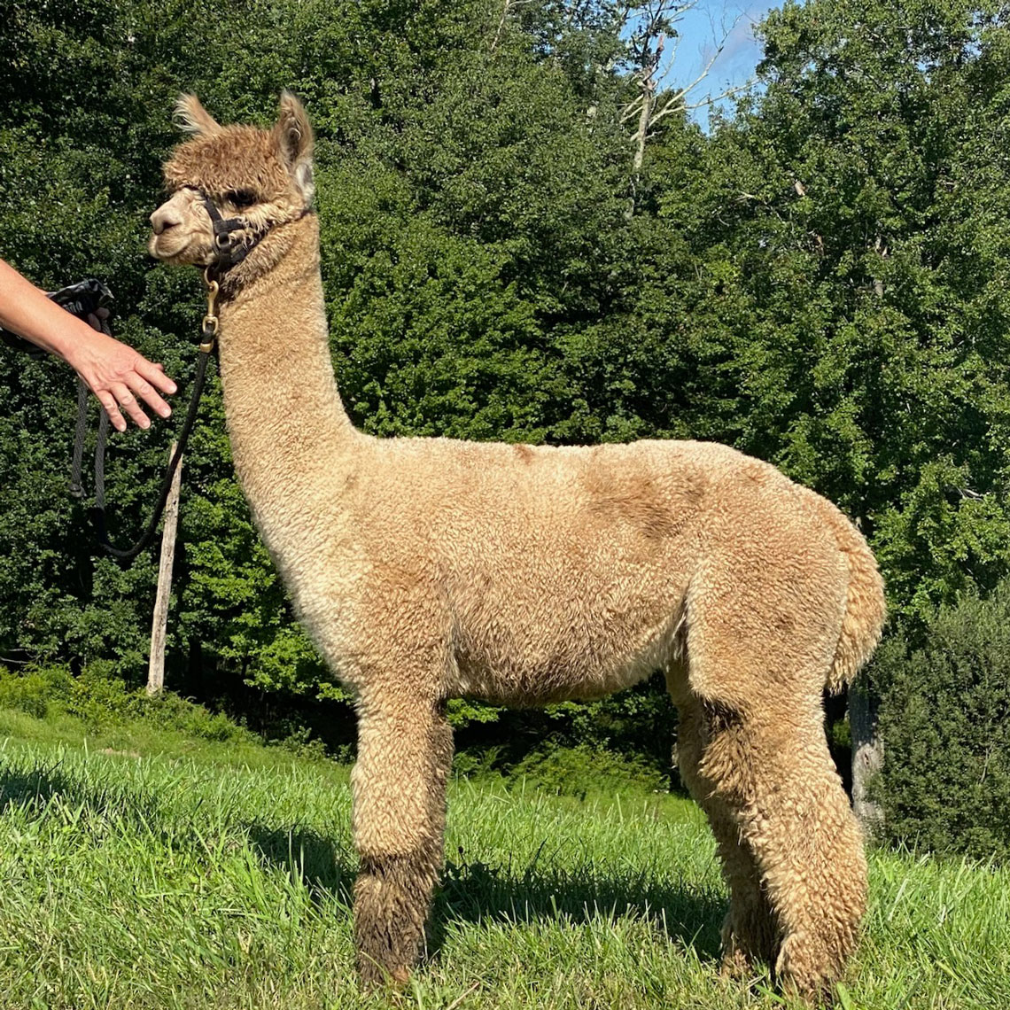 ONE OF OUR BREEDING MALES