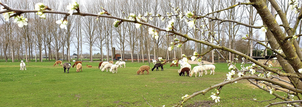 Blossoms and alpacas in the spring