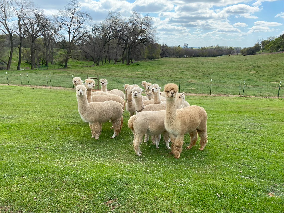 Many white/light female breeding stock females available both proven and unproven.
