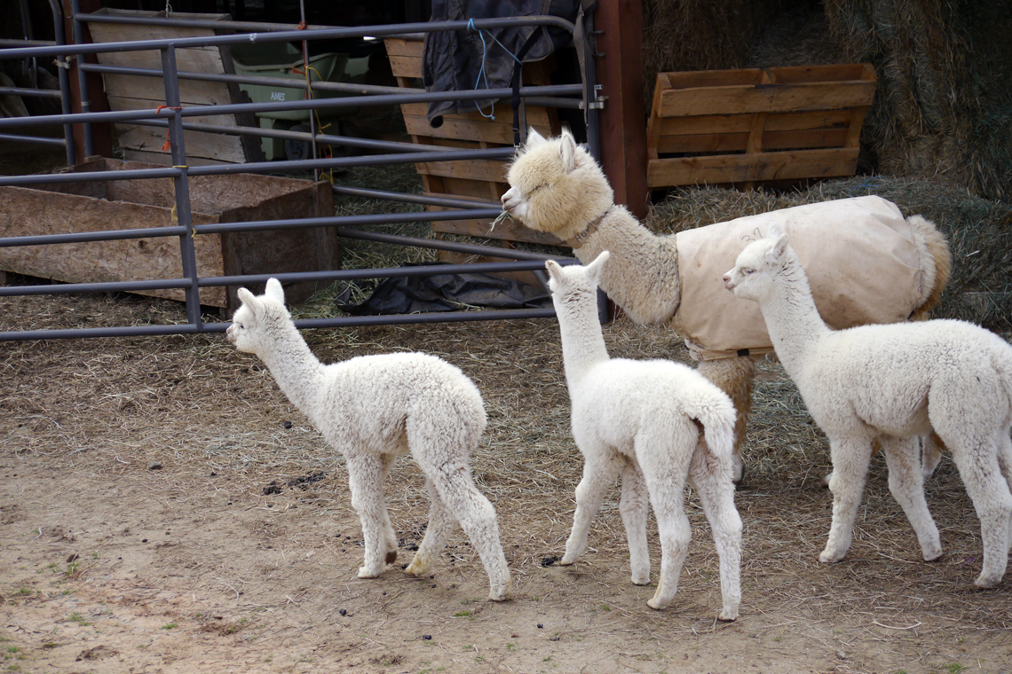 Generation after generation of white fiber trait improvement.