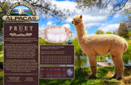 Our newest herd sire Red Granites Pruet by Bad Boy.