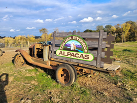 Colusa Riverside Alpacas Logo