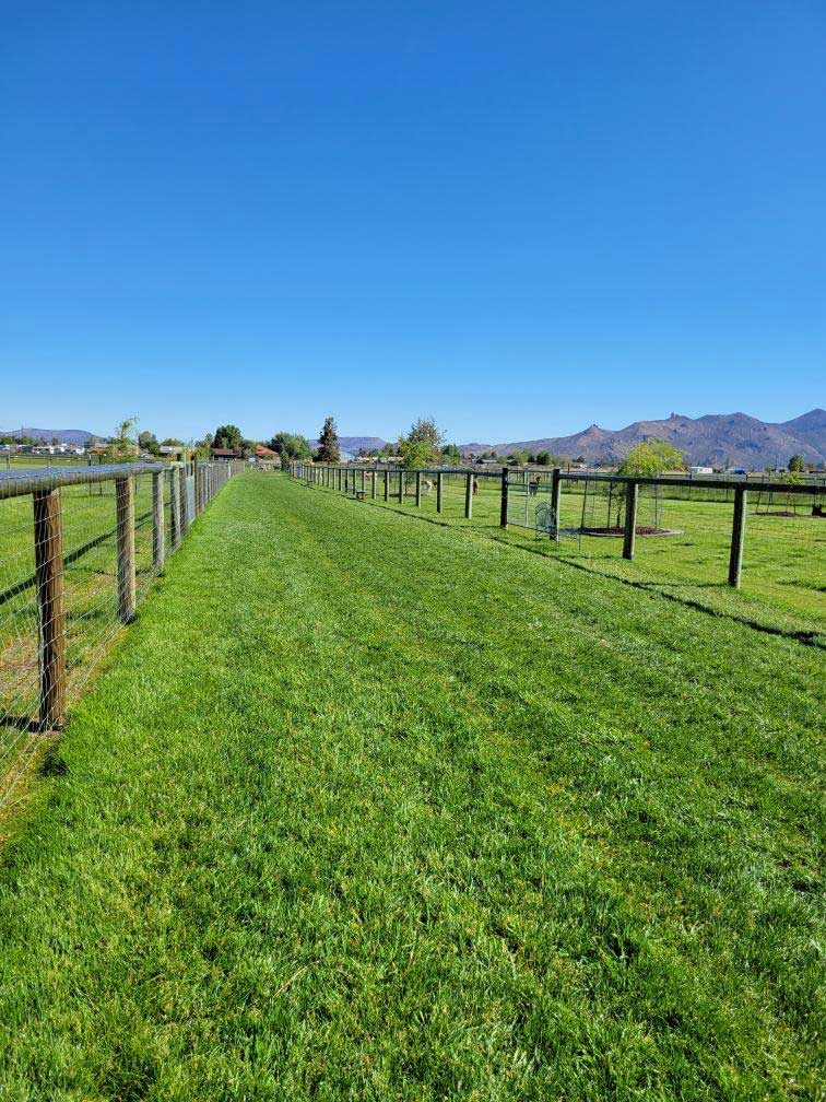 Self-Guided Walking Path, to feed and visit with the Alpacas!