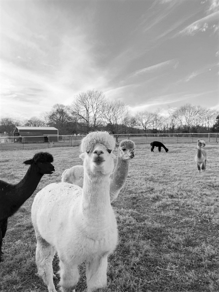 Gettin' Down on the Farm