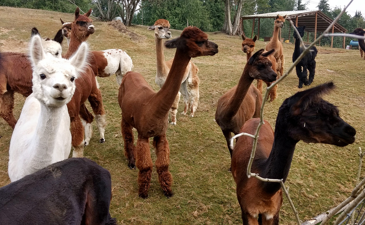 alpacas at Deer Mountain Alpacas, LLC