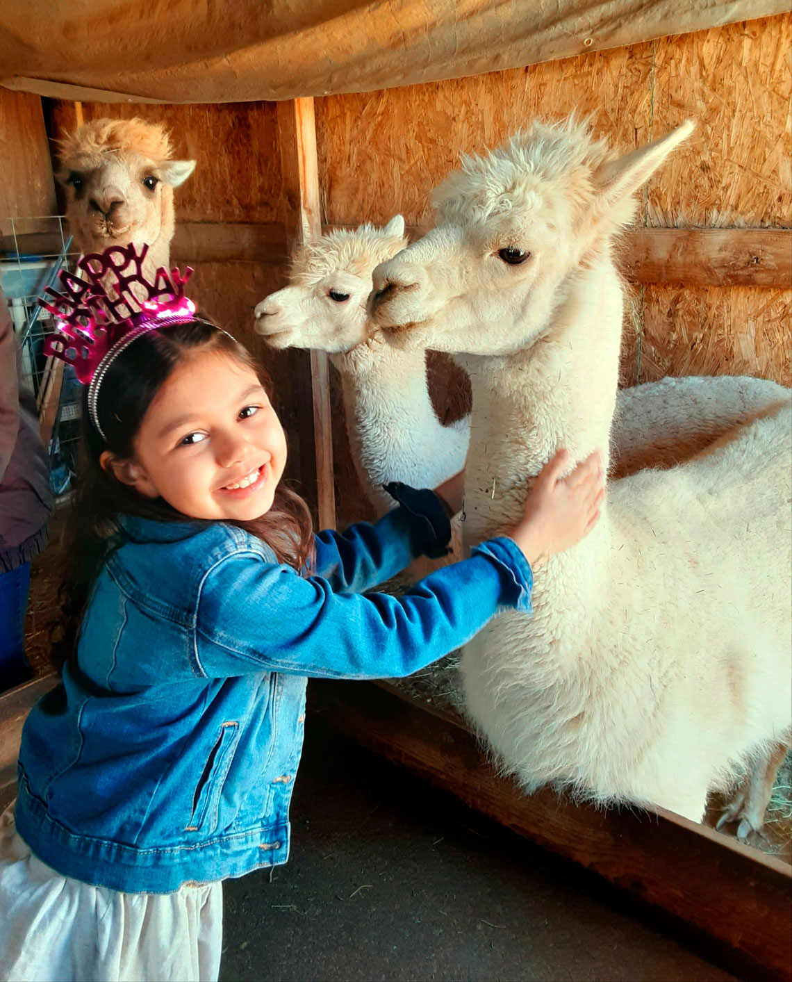 A visitor enjoying one of the crias