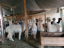 Desert Mirage Alpaca Ranch, LLC Logo